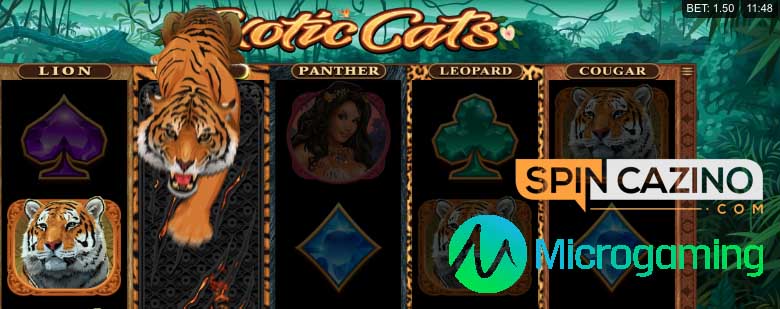 Exotic Cats Online Slot Feature